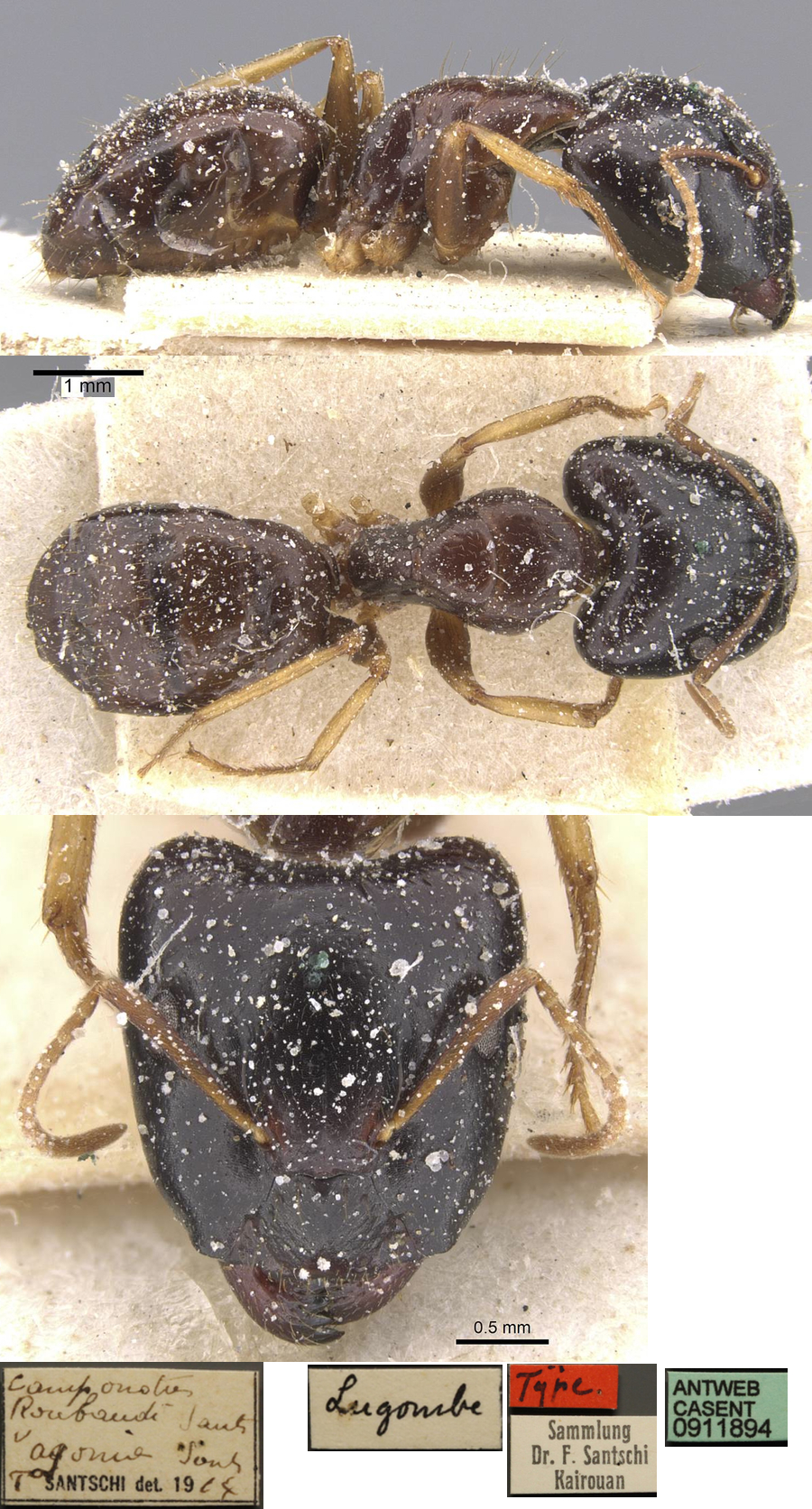 {Camponotus agonius}