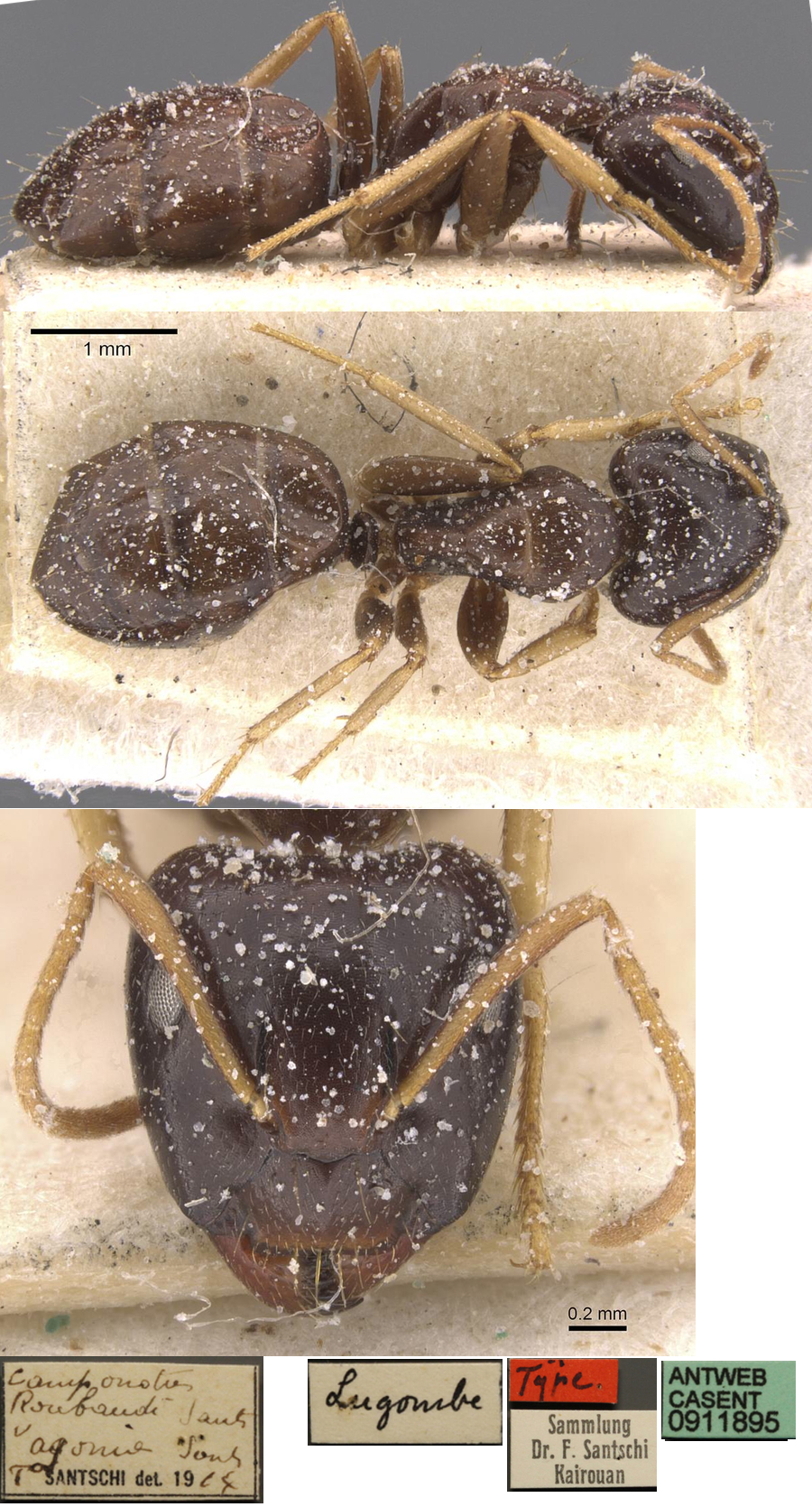 {Camponotus agonius}