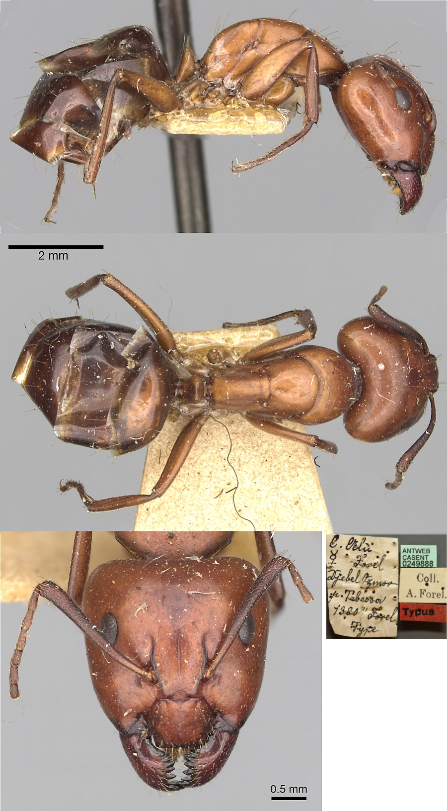 {Camponotus alii}