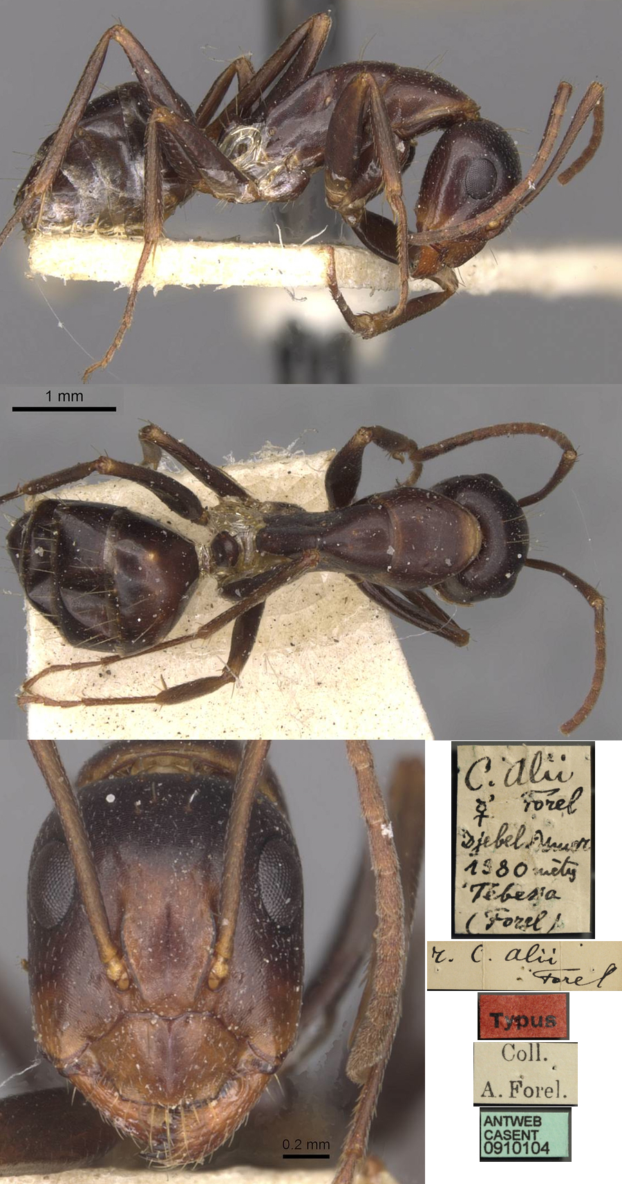 {Camponotus alii}