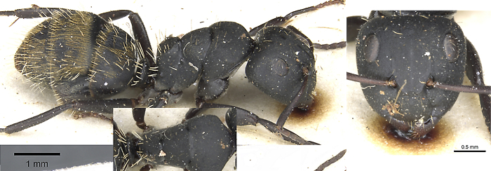 Camponotus amphidus