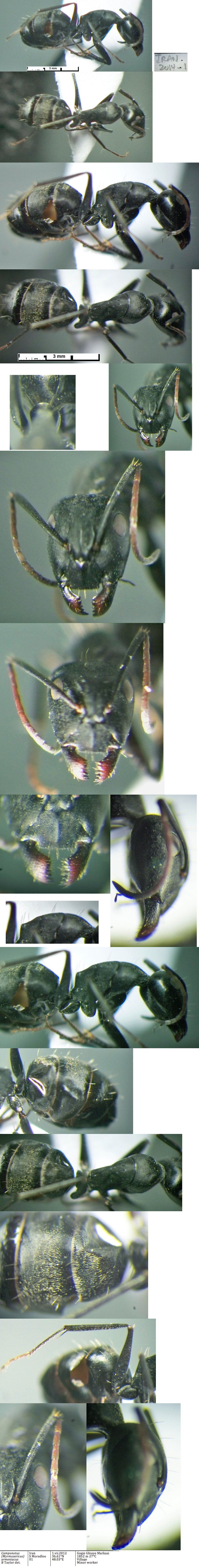 {Camponotus armeniacus minor}