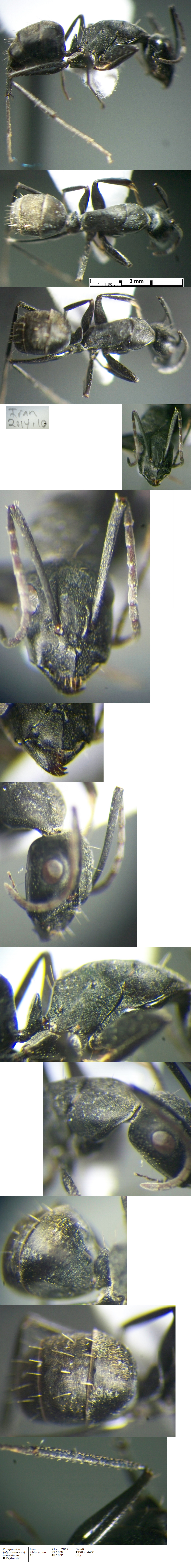 {Camponotus armeniacus minor}