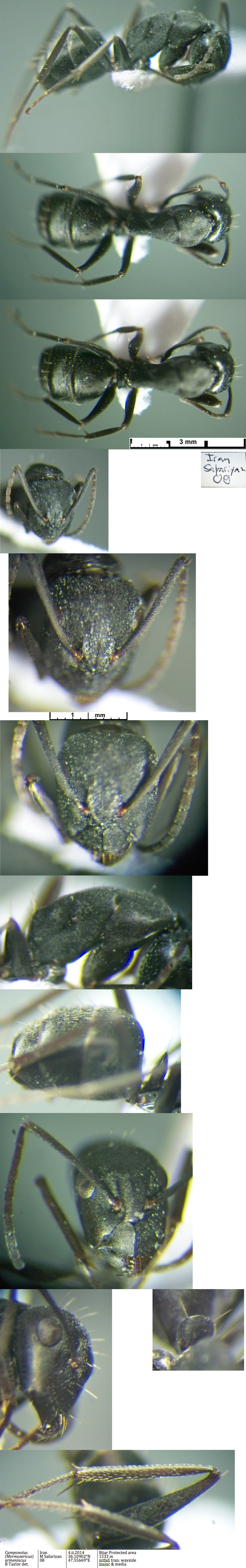 {Camponotus armeniacus major}