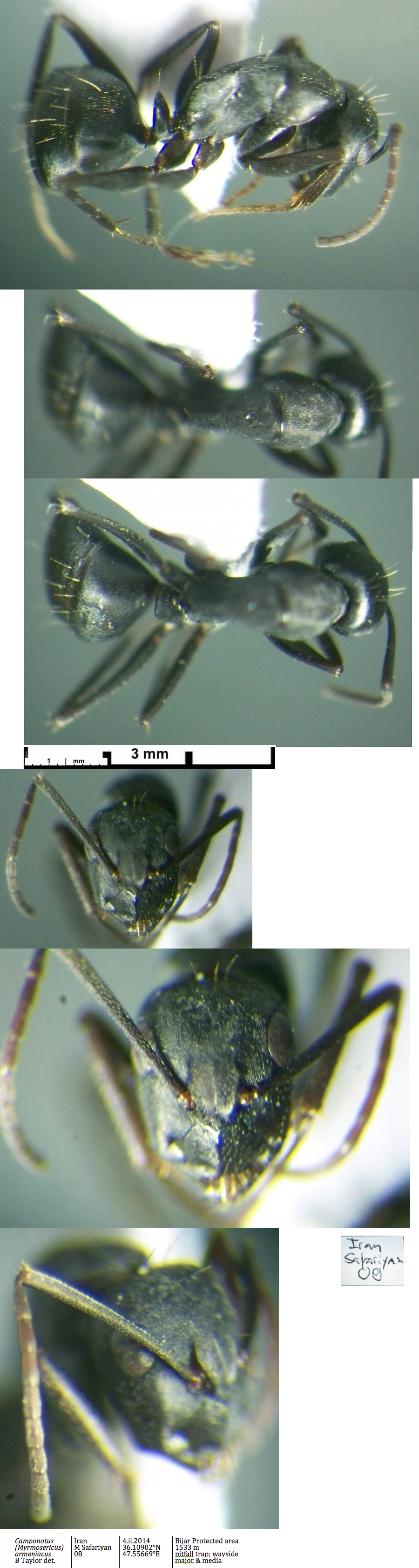 {Camponotus armeniacus minor}