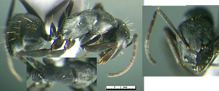 Camponotus armenaicus minor