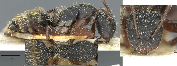 Camponotus aurofasciatus