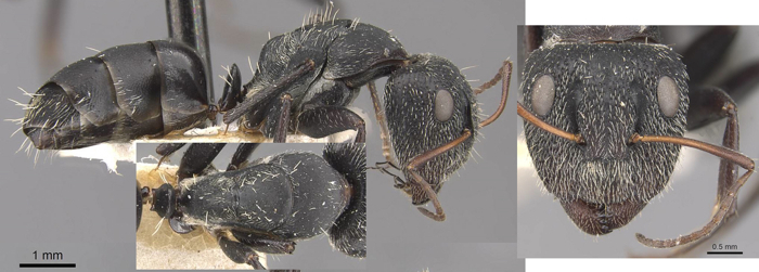 Camponotus auropubens major