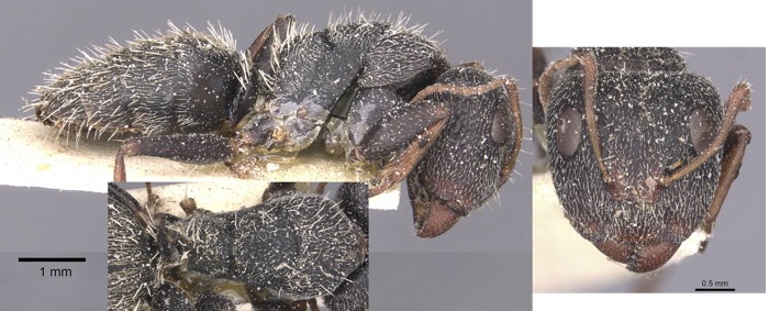 Camponotus auropubens jacob major