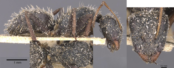 Camponotus auropubens jacob minor