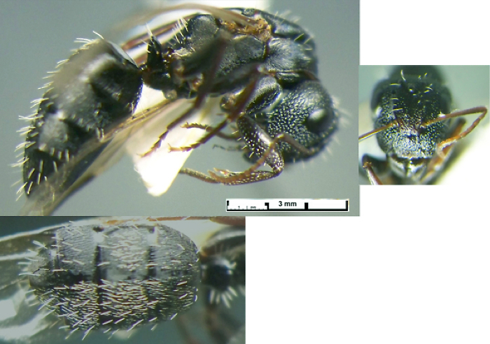Camponotus auropubens absalom queen