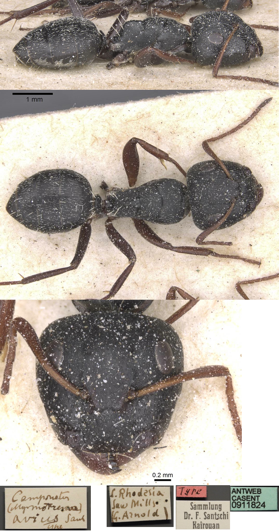 {Camponotus avius}