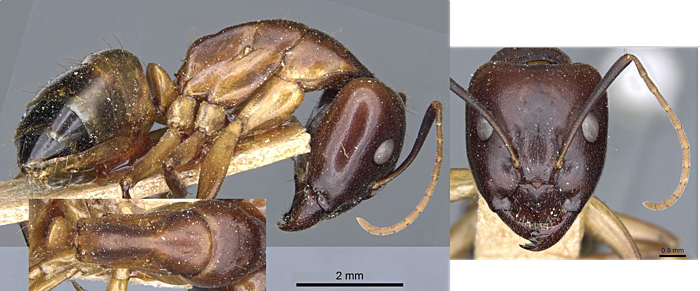 Camponotus baldaccii