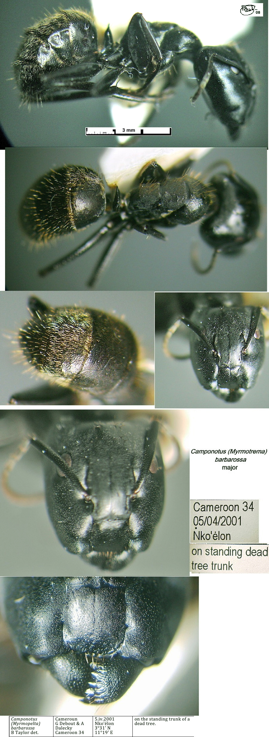 {Camponotus barbarossa major}