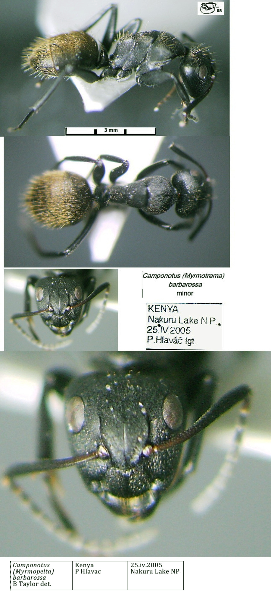 {Camponotus barbarossa minor}