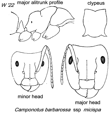 {Camponotus barbarossa}