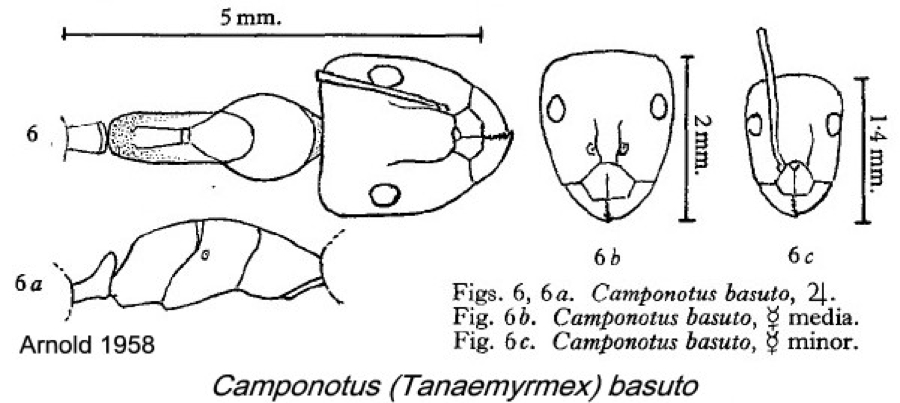 {Camponotus basuto}