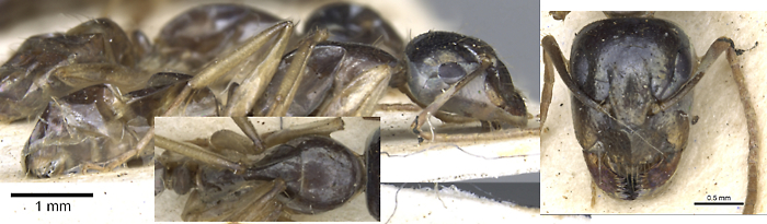 {Camponotus basuto}