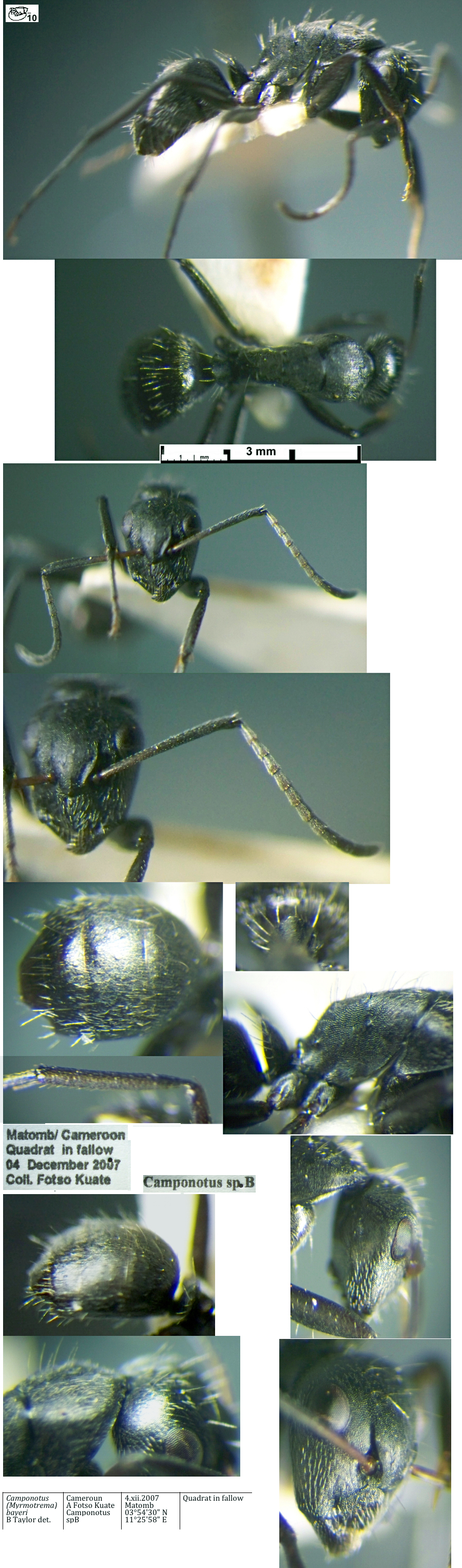 {Camponotus bayeri}