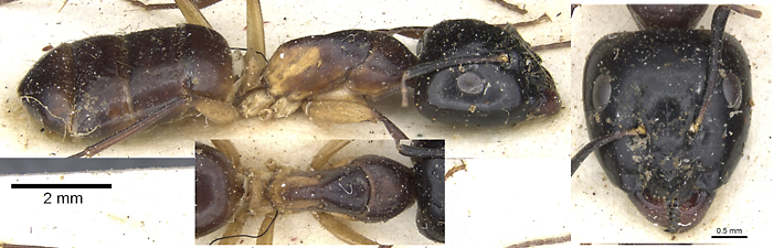 {Camponotus (Tanaemyrmex) baynei}