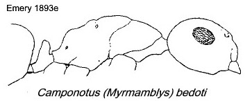 {Camponotus (Myrmamblys) bedoti}