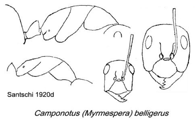 {Camponotus crepesculi}