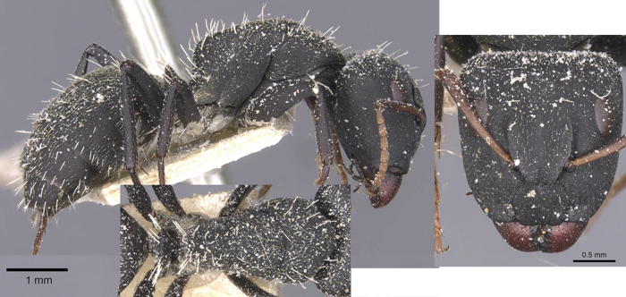 Camponotus benguelensis major