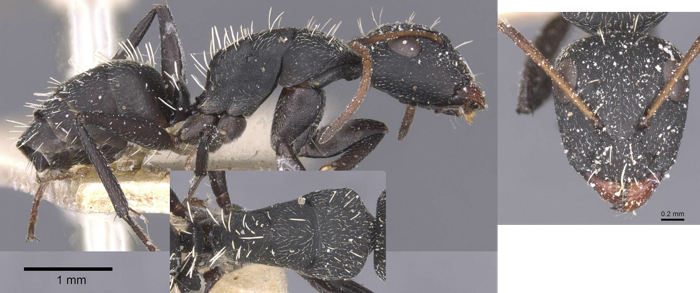 Camponotus benguelensis minor