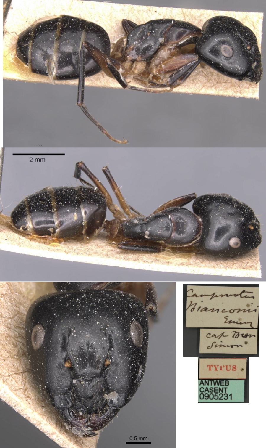 {Camponotus bianconii}