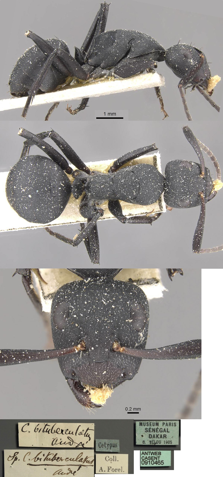 {Camponotus benguelensis}