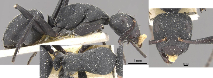 Camponotus bituberculatus