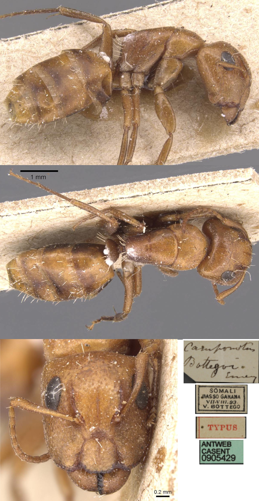 {Camponotus bottegoi}