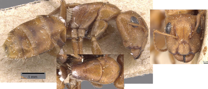 Camponotus bottegoi major