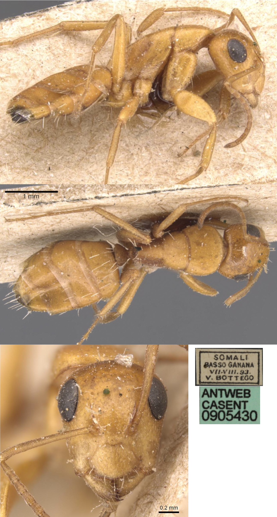 {Camponotus bottegoi}