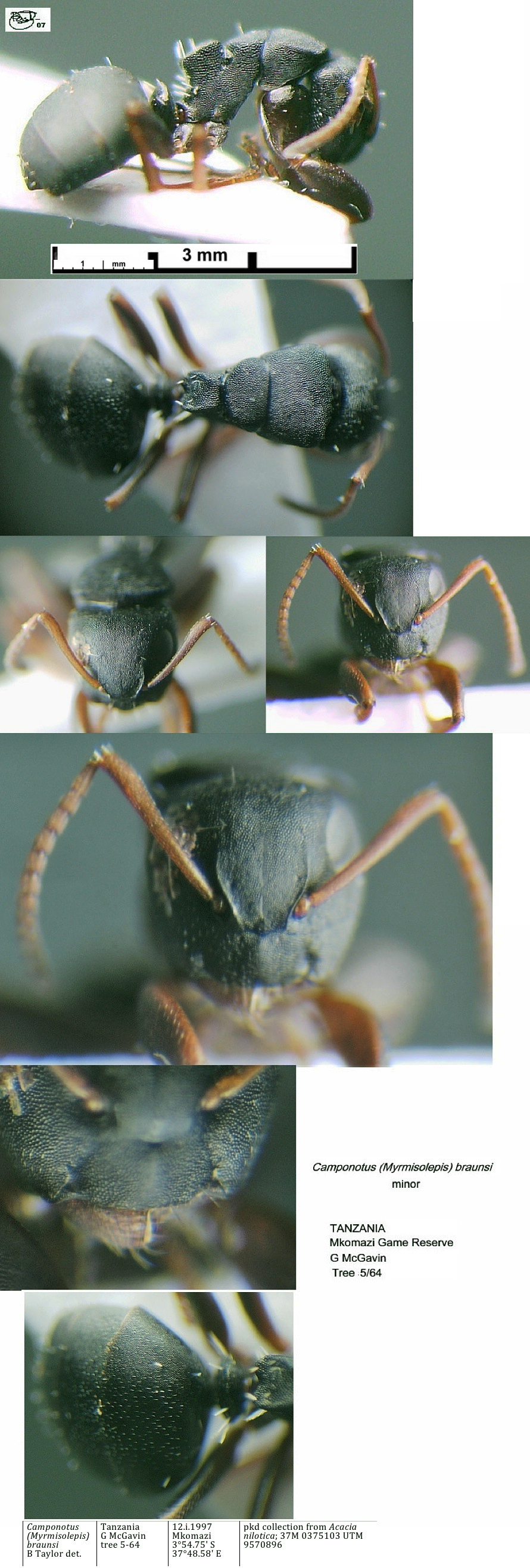 {Camponotus braunsi minor}