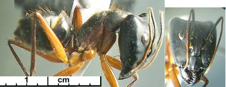 {Camponotus brevicollis major}