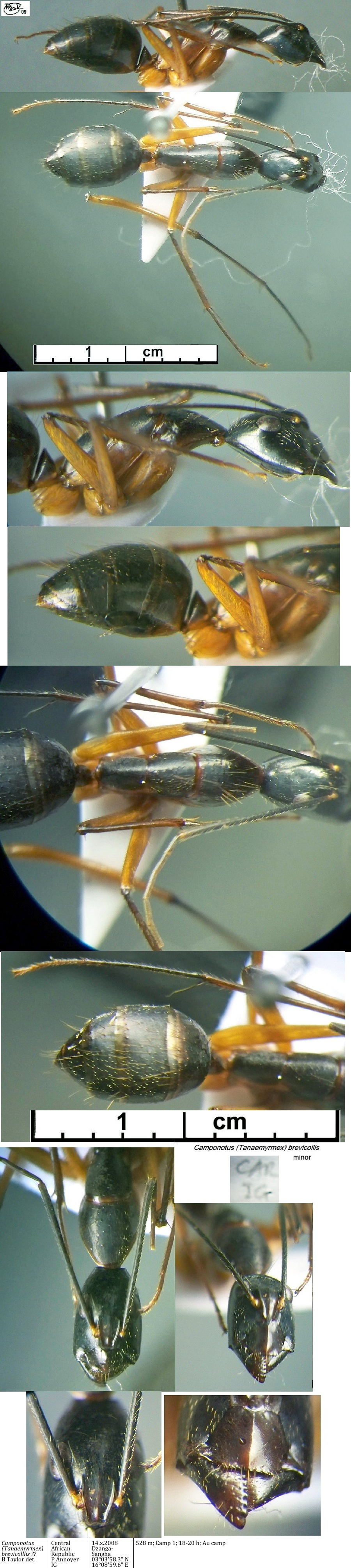 {Camponotus brevicollis minor}