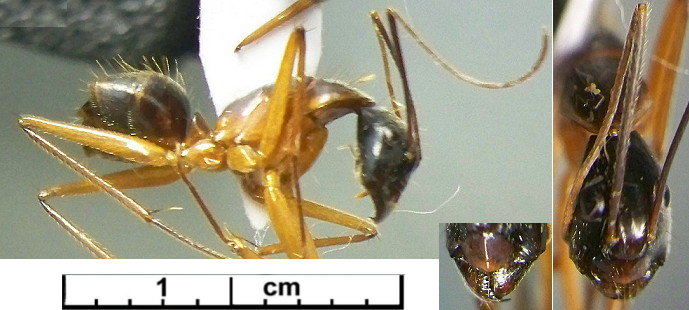 {Camponotus brevicollis minor}