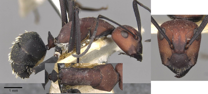 Camponotus brevisetosus minor