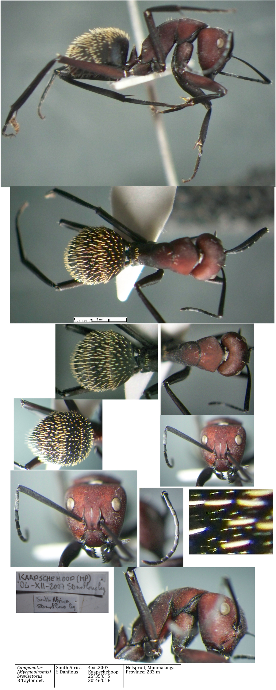 {Camponotus brevisetosus major}