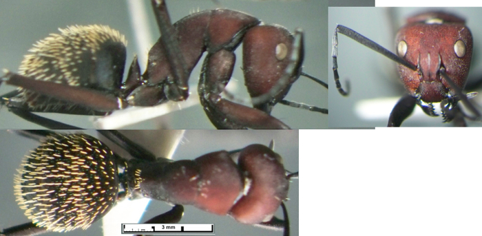 Camponotus brevisetosus