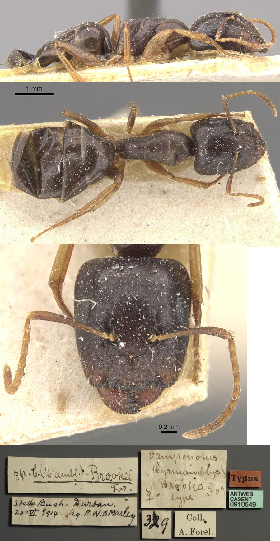 {Camponotus brookei}