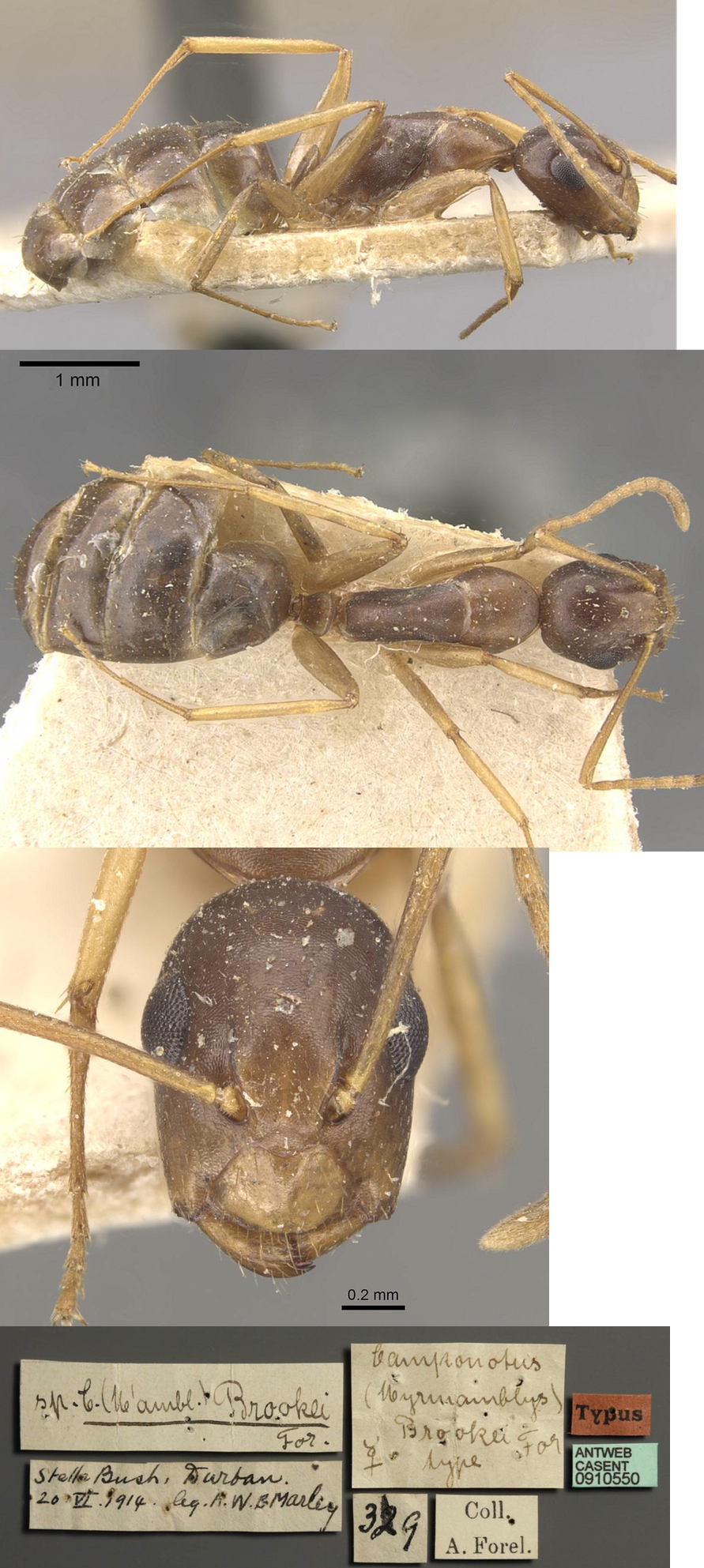 {Camponotus brookei}