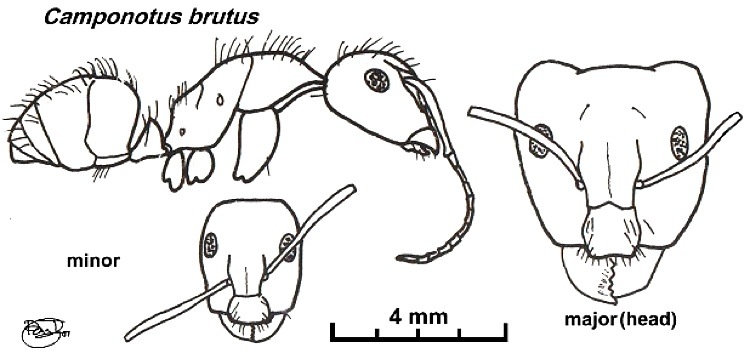 {Camponotus (Tanaemyrmex) brutus}