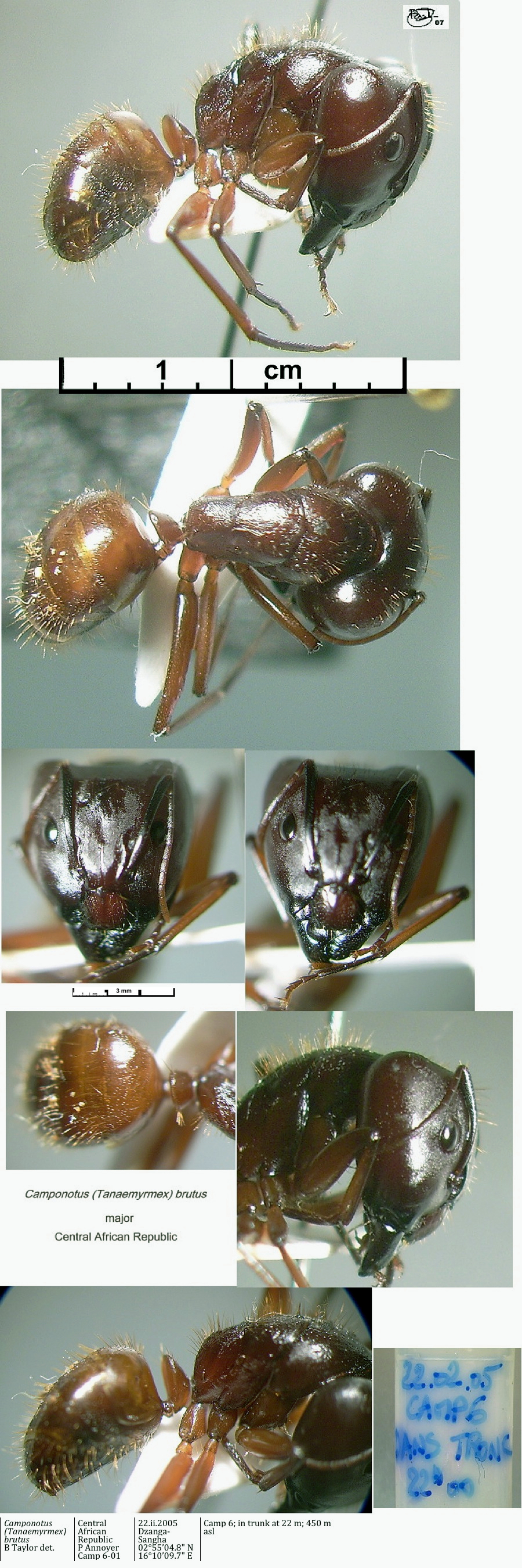 {Camponotus brutus major}