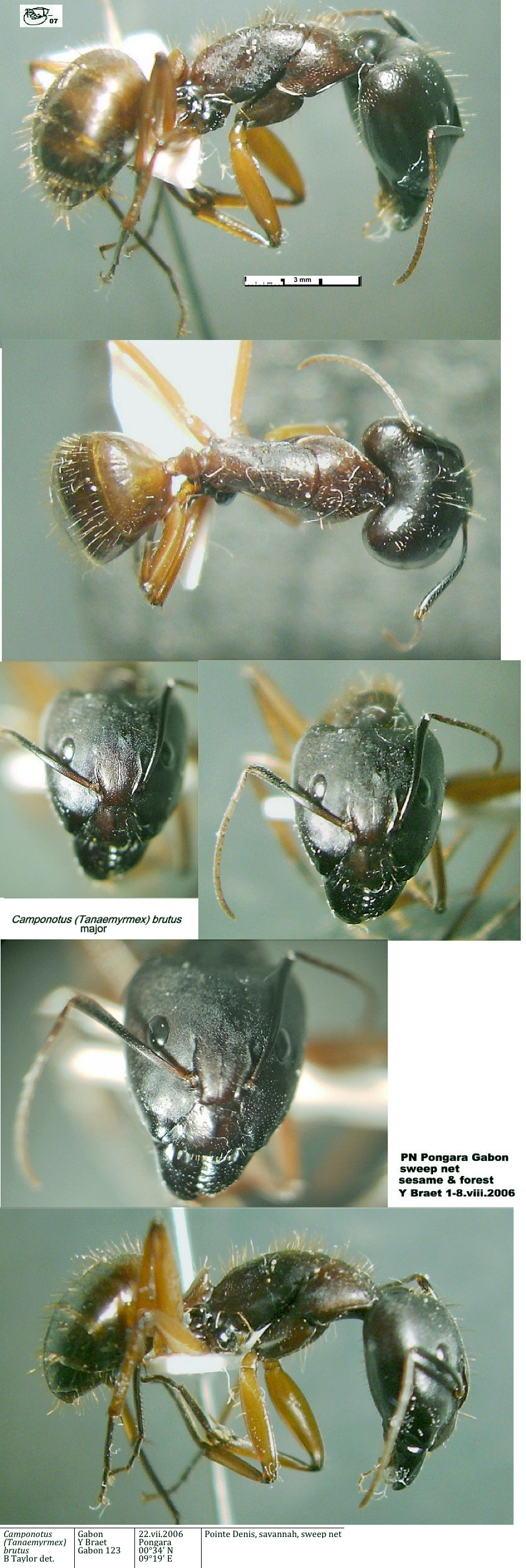 {Camponotus brutus major}