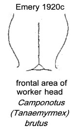 {Camponotus (Tanaemyrmex) brutus}