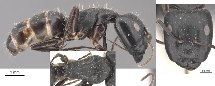 Camponotus bucholzi major