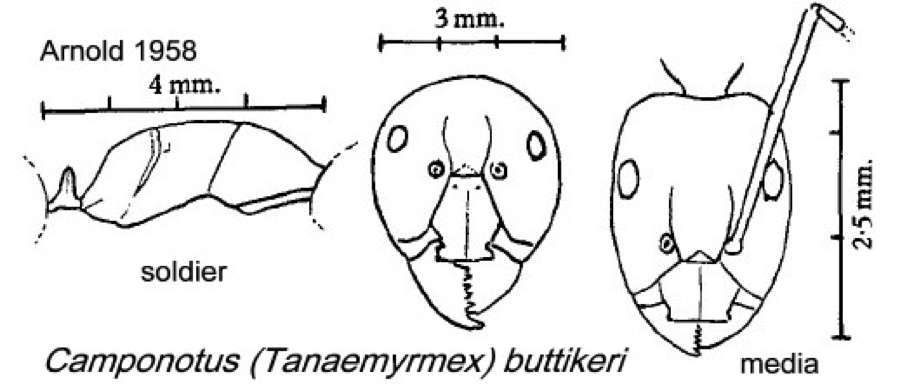 {Camponotus buttikeri}