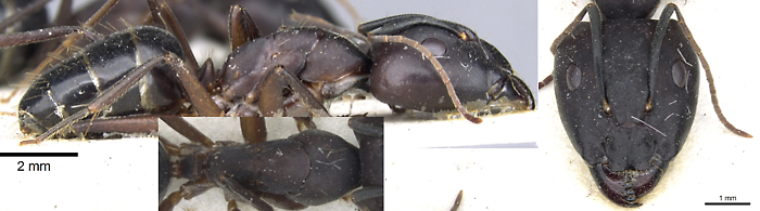 {Camponotus buttikeri major}